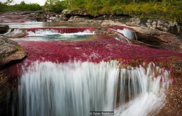 Khám phá thảm thực vật kỳ lạ tại dòng sông đẹp nhất thế giới