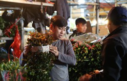 Đêm không ngủ ở chợ hoa nổi tiếng Hà Nội