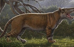 Hóa thạch sư tử khổng lồ được tìm thấy trong... ngăn kéo viện bảo tàng