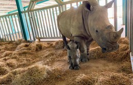 Vinpearl Safari Phú Quốc - 17 ngày đón hai cá thể tê giác quý chào đời