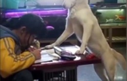 Ông bố huấn luyện chú chó nhà thành giám thị trông con gái học bài
