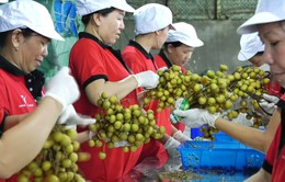 Quý I/2019, xuất khẩu nông, lâm, thủy sản của Việt Nam giảm gần 3%