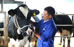 Mộc Châu Milk giữ lửa nghề chăn nuôi bò sữa cha truyền con nối cho nông dân