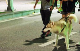 Chó thả rông, không rọ mõm nơi công cộng: Gây nguy hiểm cho cộng đồng