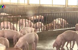 Kiểm soát chặt chẽ việc vận chuyển lợn, sản phẩm từ lợn qua biên giới