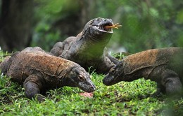Indonesia: Hòn đảo Rồng Komodo đóng cửa do nạn săn bắt động vật
