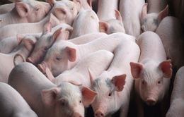 “Vứt xác lợn ra môi trường có thể bị xử lý hình sự”