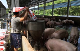 Các tỉnh phía Nam khẩn trương dập dịch tả lợn châu Phi