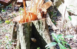Khởi tố thêm 6 bị can phá rừng ở Vườn quốc gia Phong Nha - Kẻ Bàng