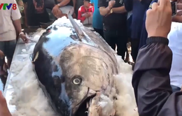 Ngư dân Phú Yên đánh bắt được nhiều cá ngừ to kỷ lục