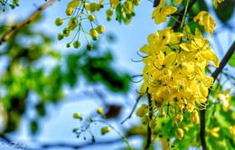Rực vàng hoa Muồng hoàng yến ven Hồ Tây