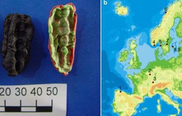"Kẹo cao su cổ đại" lưu giữ DNA của loài người từ 10.000 năm trước