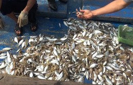 Cá chết trên sông La Ngà: Do tác động của môi trường nước