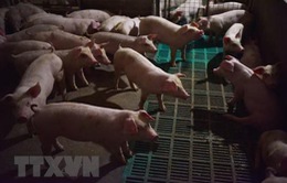 Biện pháp khẩn cấp về quản lý, giết mổ, tiêu thụ sản phẩm thịt lợn