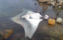 Quảng Ngãi: Ngư dân Lý Sơn bắt được cá đuối nặng 600 kg