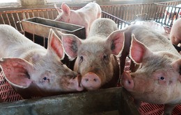 Hàn Quốc chuẩn bị đối phó khả năng bùng phát dịch tả lợn châu Phi ở Triều Tiên