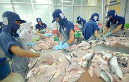 Đẩy mạnh tìm kiếm và mở rộng thị trường xuất khẩu cá tra Việt