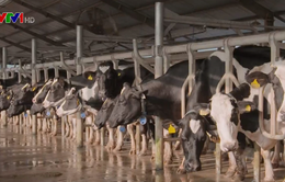 Hoàn thiện điều kiện xuất khẩu sữa chính ngạch sang Trung Quốc