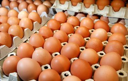 Giá trứng gia cầm lại giảm mạnh