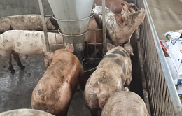 Khẩn trương dập dịch tả lợn châu Phi tại Đồng Nai