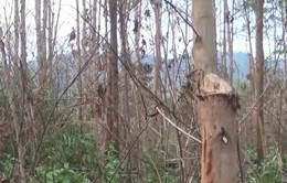 Gia Lai: Hàng ngàn cây thông bị róc vỏ để nuôi cấy lan