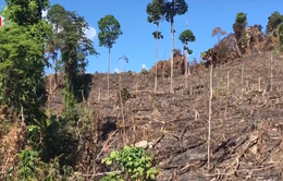 Hàng chục ha rừng bị tận diệt để lấy đất trồng keo