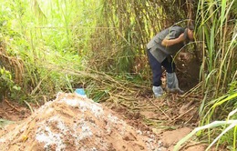 Cần Thơ thiếu nơi tiêu hủy lợn nhiễm bệnh