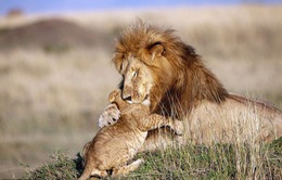 Những khoảnh khắc có thật của “Vua sư tử” trong thế giới tự nhiên