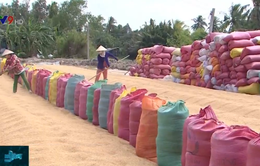 Xuất khẩu gạo giảm cả về số lượng và giá trị