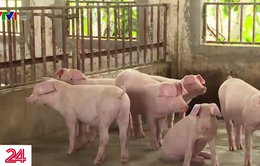 Lần đầu tiên Lào phát hiện dịch tả lợn châu Phi