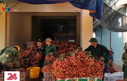 Tái diễn việc lùi cân vô lý trong thu mua vải thiều ở Lục Ngạn (Bắc Giang)