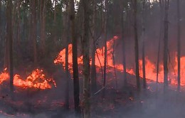 Công điện khẩn về việc ứng phó sự cố cháy rừng tại các tỉnh miền Trung