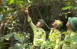 Quảng Bình: Nhiều cán bộ bảo vệ rừng xin nghỉ việc