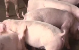 Doanh nghiệp băn khoăn về đề xuất cấp đông thịt lợn sạch