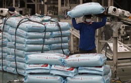 Giá gạo Ấn Độ và Thái Lan tăng do đồng nội tệ mạnh lên