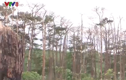Đắk Nông: Rừng thông cảnh quan bị tàn phá