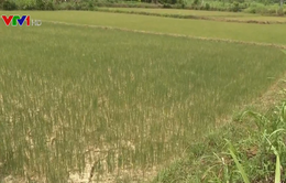 Vụ lúa Hè Thu ở các tỉnh miền Trung thiếu nước nghiêm trọng do hạn hán