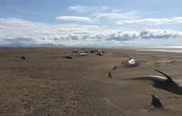 Phát hiện hơn 50 xác cá voi nằm dài trên bãi biển Iceland