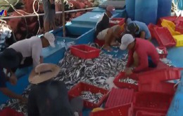 Tồn kho hàng trăm tấn cá tại Thừa Thiên - Huế