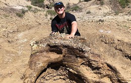 Sinh viên đại học tìm thấy hóa thạch khủng long 65 triệu năm tuổi