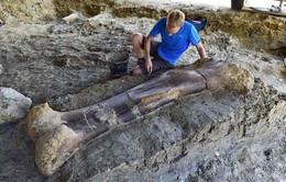 Tìm thấy xương đùi dài hai mét 140 triệu năm tuổi
