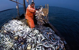 EU cấm đánh bắt cá tuyết trên biển Baltic