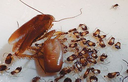 Loài gián Đức ngày càng trở nên bất diệt với thuốc côn trùng