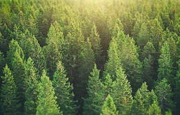 Phục hồi rừng có thể giảm 2/3 lượng khí thải carbon