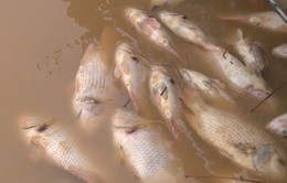 Khắc phục lượng cá chết do thủy điện Đồng Nai xả lũ