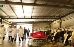 Xây dựng vùng chăn nuôi bò sữa an toàn dịch bệnh ở Tây Ninh