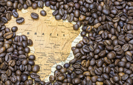 Xuất khẩu cà phê Brazil tăng mạnh trong tháng 7/2019
