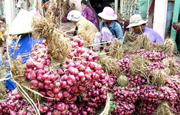 Nông dân Ninh Thuận “trúng đậm” mùa hành tím