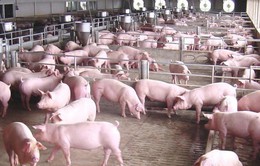 TP.HCM: Giá thịt lợn tăng kỷ lục