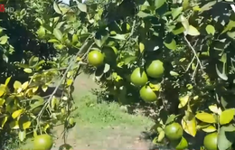 Quảng Trị phát triển trồng cam sạch